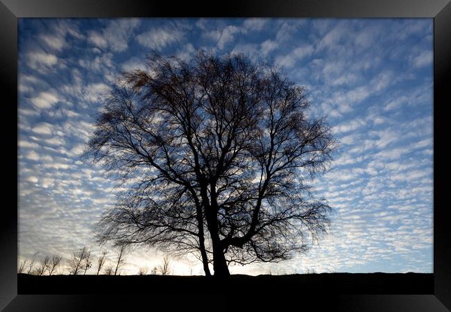 Tree and sky Framed Print by Simon Johnson