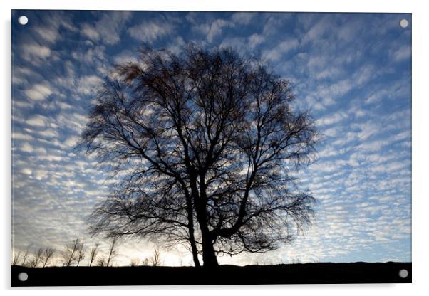 Tree and sky Acrylic by Simon Johnson