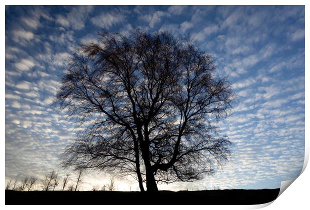 Tree and sky Print by Simon Johnson