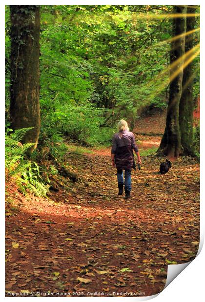 Woodland Dog Walk Print by Stephen Hamer