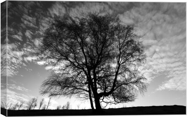 Tree Silhouette  Canvas Print by Simon Johnson