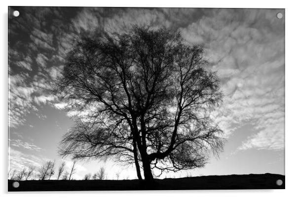 Tree Silhouette  Acrylic by Simon Johnson