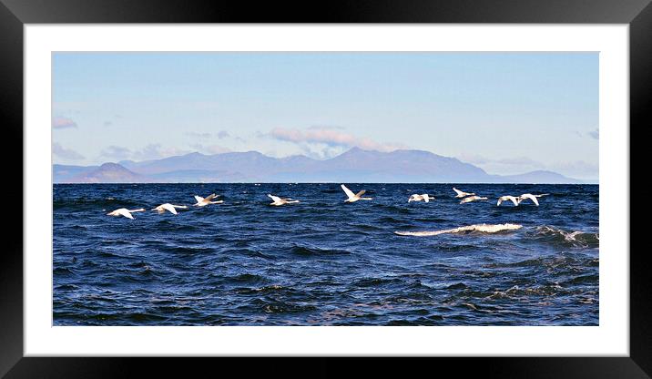Majestic Arran and a swan flypast Framed Mounted Print by Allan Durward Photography