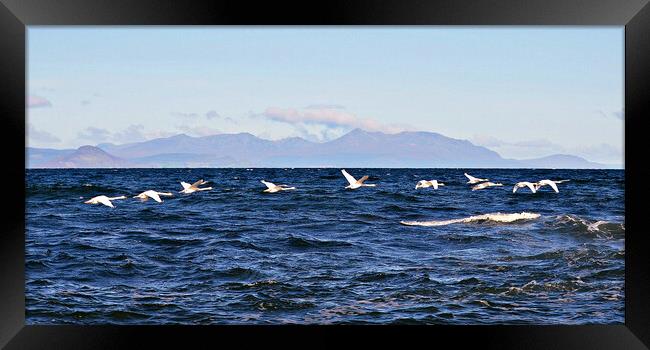 Majestic Arran and a swan flypast Framed Print by Allan Durward Photography