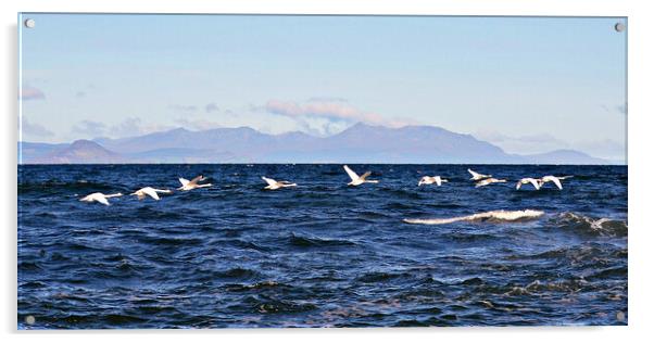 Majestic Arran and a swan flypast Acrylic by Allan Durward Photography