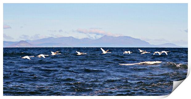 Majestic Arran and a swan flypast Print by Allan Durward Photography