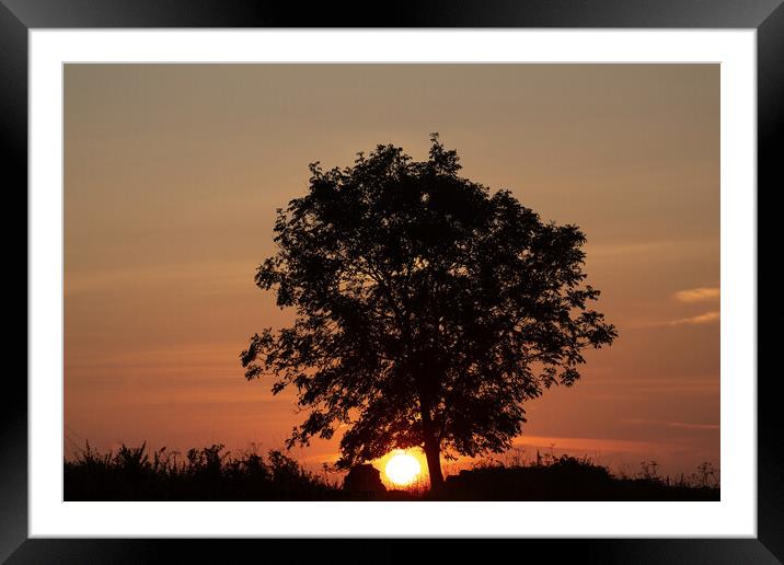 Sky sun tree Framed Mounted Print by Simon Johnson