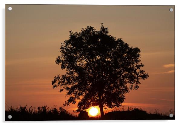 Sky sun tree Acrylic by Simon Johnson