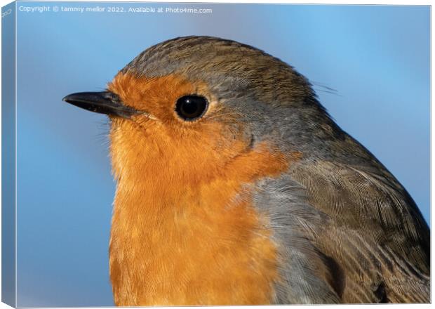 Majestic Robin in Nature Canvas Print by tammy mellor