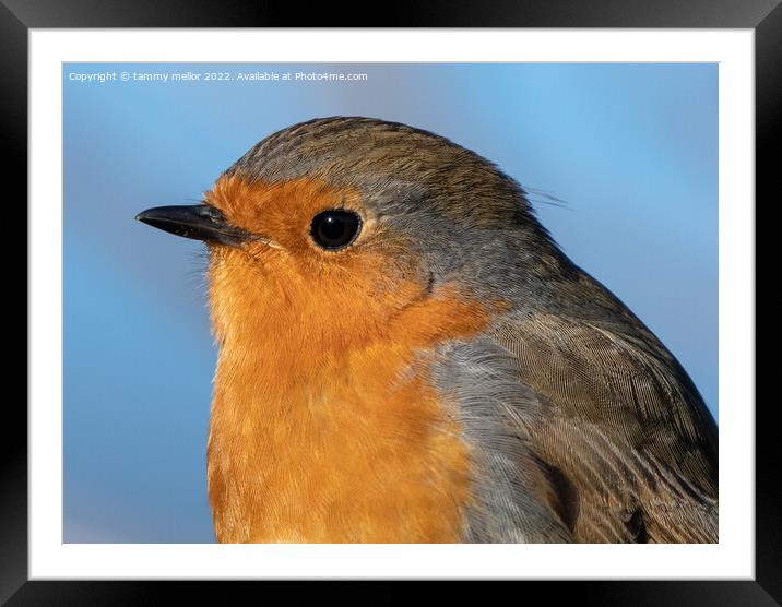 Majestic Robin in Nature Framed Mounted Print by tammy mellor