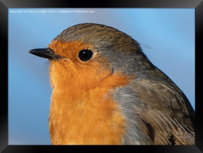 Majestic Robin in Nature Framed Print by tammy mellor