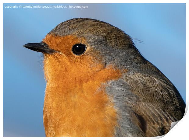 Majestic Robin in Nature Print by tammy mellor