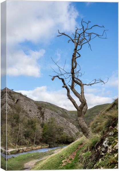 Lonely tree at Dovedale Canvas Print by Jason Wells