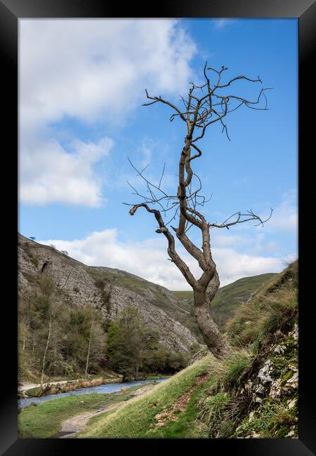 Lonely tree at Dovedale Framed Print by Jason Wells