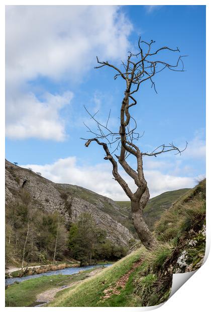Lonely tree at Dovedale Print by Jason Wells