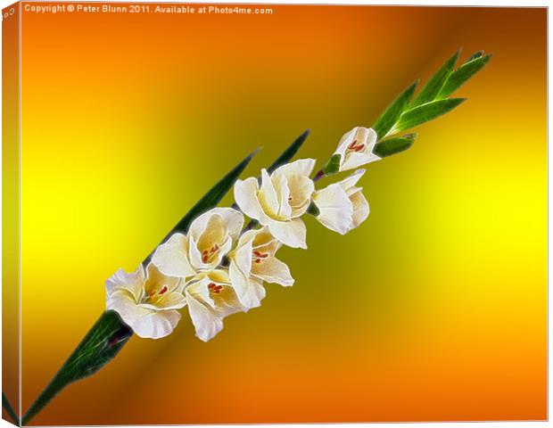 A 7 flower Gladioli on a yellowish B/G Canvas Print by Peter Blunn