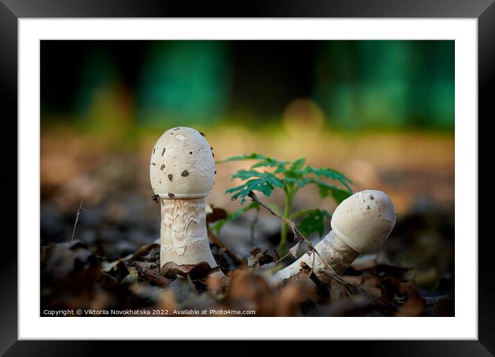 Forest mushrooms Framed Mounted Print by Viktoriia Novokhatska