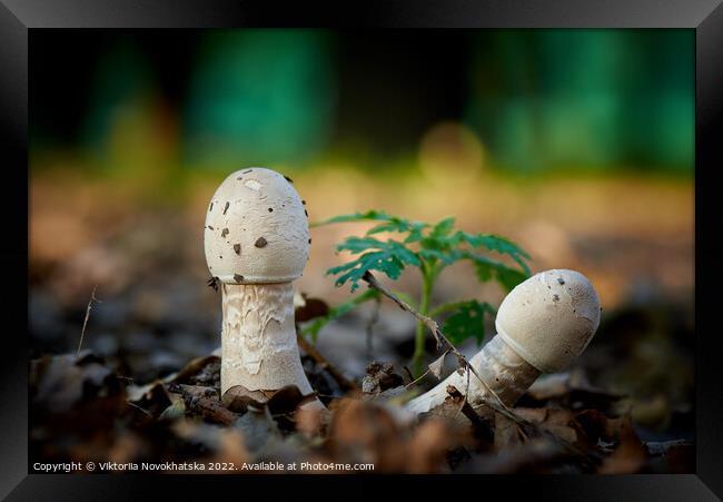 Forest mushrooms Framed Print by Viktoriia Novokhatska