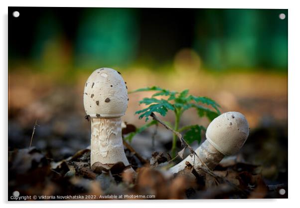 Forest mushrooms Acrylic by Viktoriia Novokhatska