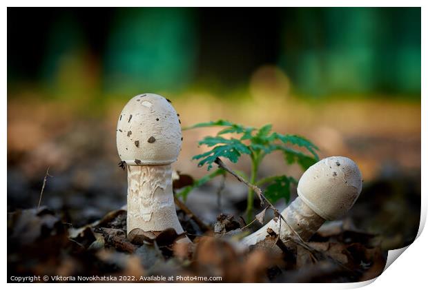 Forest mushrooms Print by Viktoriia Novokhatska
