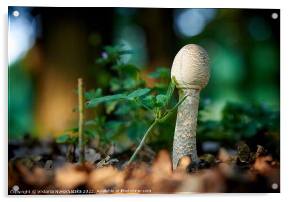 Forest mushroom in green grass  Acrylic by Viktoriia Novokhatska
