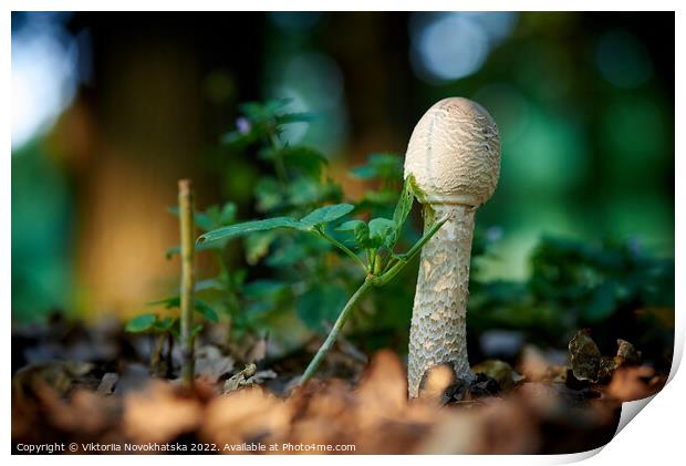 Forest mushroom in green grass  Print by Viktoriia Novokhatska