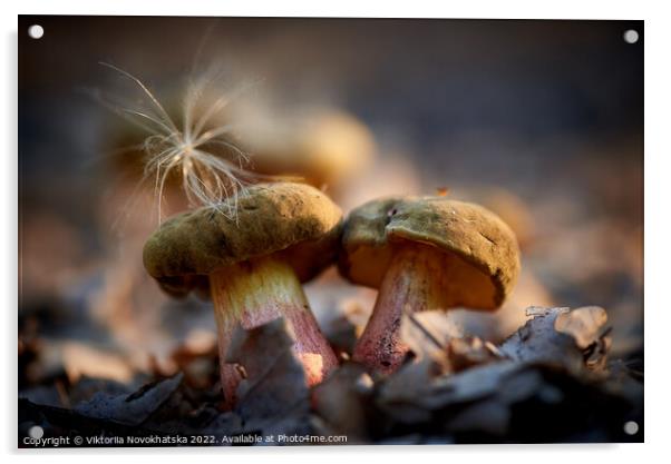Forest mushrooms close up. Acrylic by Viktoriia Novokhatska