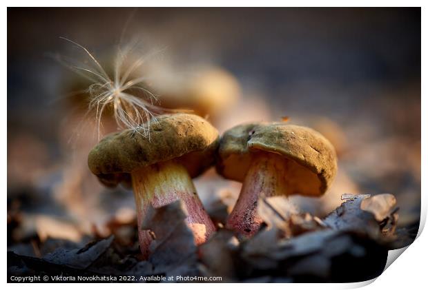 Forest mushrooms close up. Print by Viktoriia Novokhatska
