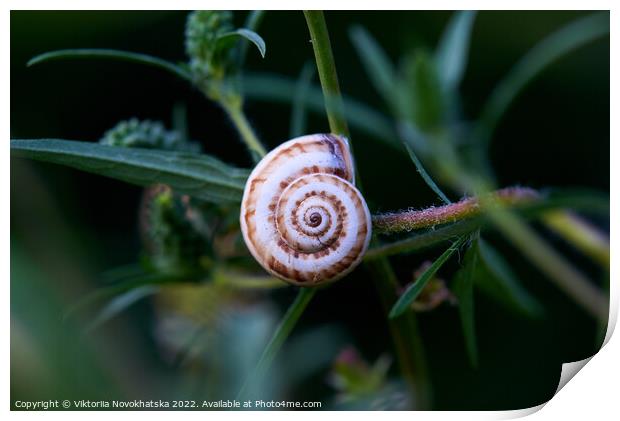 Snail shell in green leaves Print by Viktoriia Novokhatska