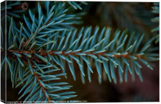Green spiny branches of spruce  Canvas Print by Viktoriia Novokhatska