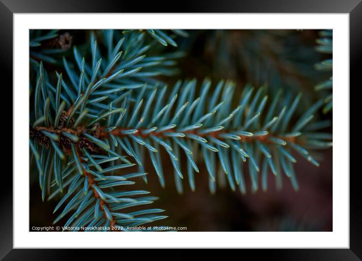 Green spiny branches of spruce  Framed Mounted Print by Viktoriia Novokhatska