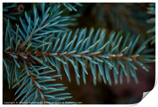 Green spiny branches of spruce  Print by Viktoriia Novokhatska