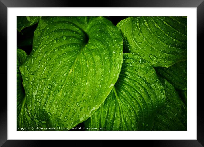 Green leaves with raindrops Framed Mounted Print by Viktoriia Novokhatska