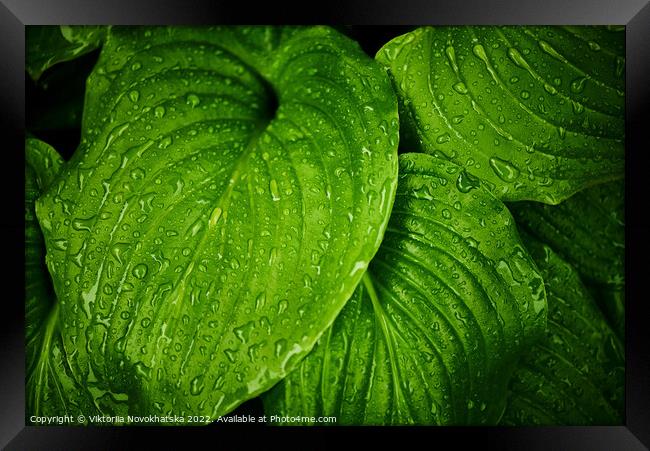 Green leaves with raindrops Framed Print by Viktoriia Novokhatska