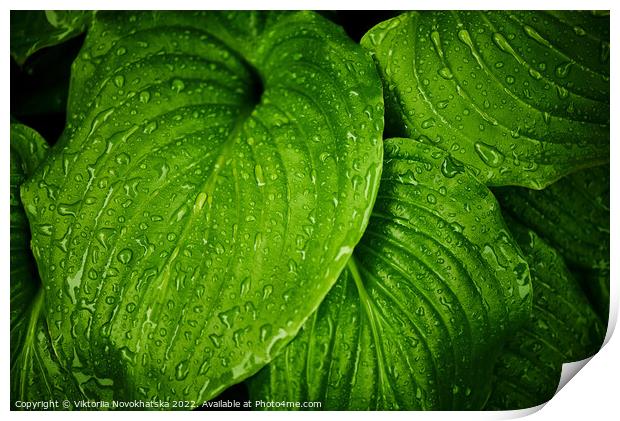 Green leaves with raindrops Print by Viktoriia Novokhatska