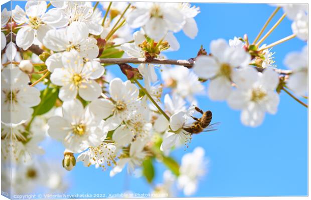 Blooming cherry with a flying bee Canvas Print by Viktoriia Novokhatska
