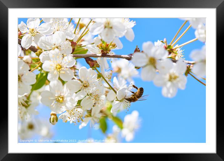 Blooming cherry with a flying bee Framed Mounted Print by Viktoriia Novokhatska