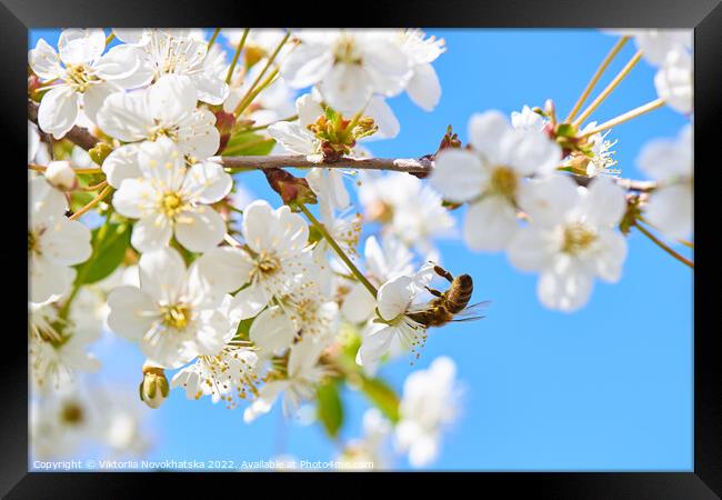 Blooming cherry with a flying bee Framed Print by Viktoriia Novokhatska