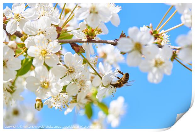 Blooming cherry with a flying bee Print by Viktoriia Novokhatska