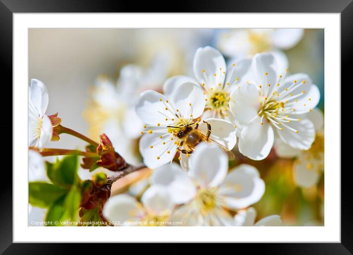 Flowering white cherry Framed Mounted Print by Viktoriia Novokhatska
