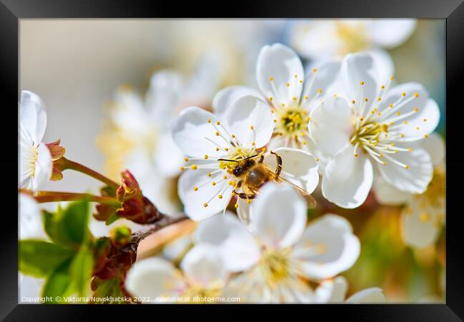 Flowering white cherry Framed Print by Viktoriia Novokhatska