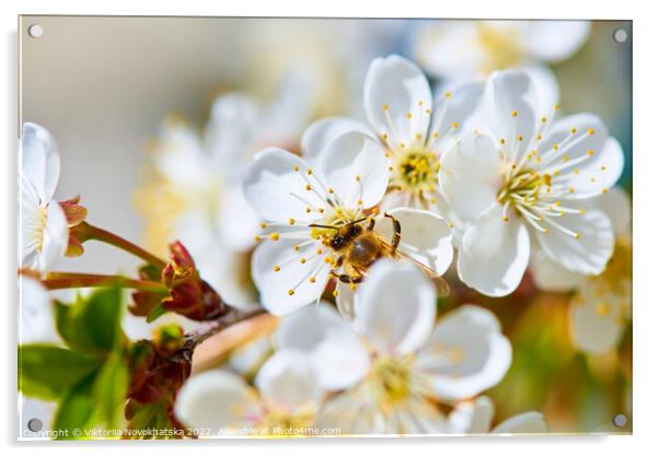 Flowering white cherry Acrylic by Viktoriia Novokhatska