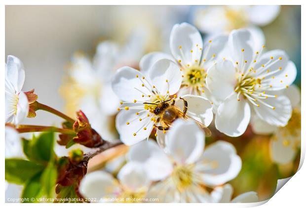 Flowering white cherry Print by Viktoriia Novokhatska
