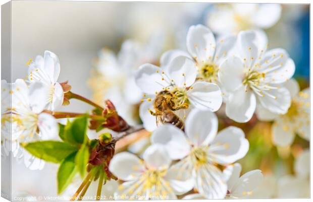 Flowering cherry and a bee Canvas Print by Viktoriia Novokhatska