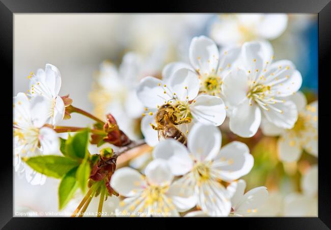 Flowering cherry and a bee Framed Print by Viktoriia Novokhatska