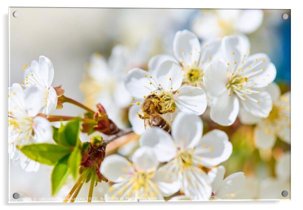 Flowering cherry and a bee Acrylic by Viktoriia Novokhatska
