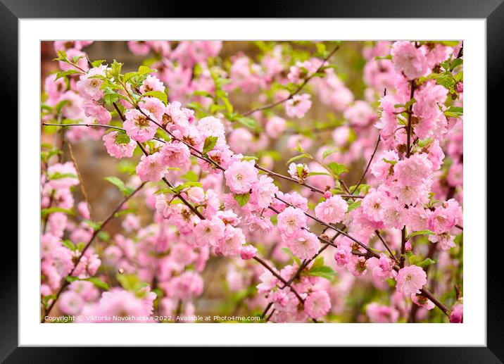 Spring flowering bush pink flowers Framed Mounted Print by Viktoriia Novokhatska