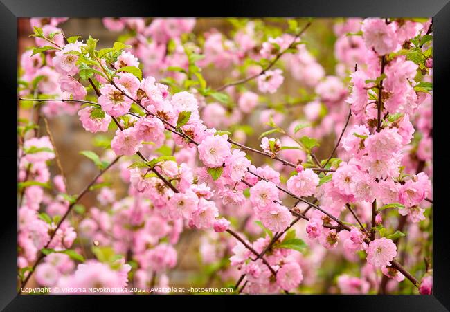 Spring flowering bush pink flowers Framed Print by Viktoriia Novokhatska