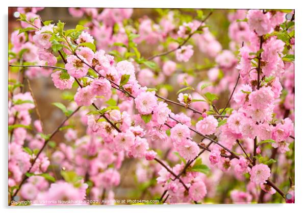 Spring flowering bush pink flowers Acrylic by Viktoriia Novokhatska