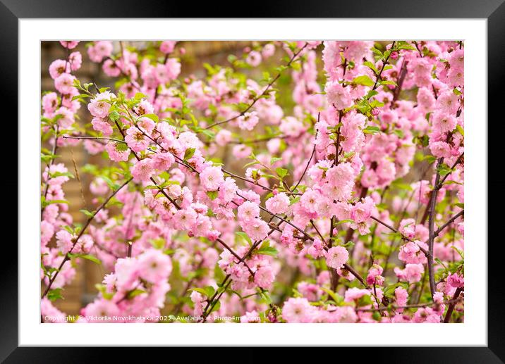 Pink spring flowers Framed Mounted Print by Viktoriia Novokhatska